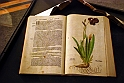 Museo Di Scienze Naturali - Le iris tra botanica e storia 09